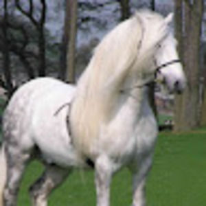 Meet your Posher, Vivienne